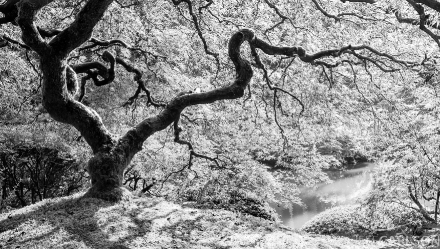 This is a pretty famous Japanese maple at the wonderful Portland Japanese Garden. It hadn't yet lit up with its full range of fall color, so I converted the shot to black and white. Portland Japanese Garden, Portland, OR