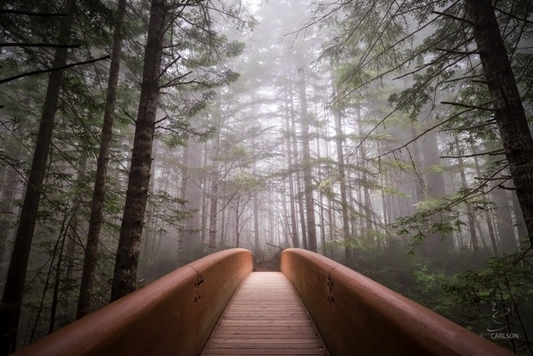 Redwoods Bridge Noiseless final