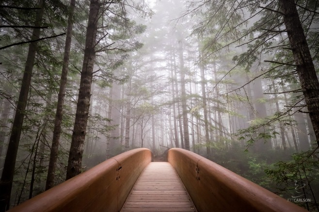 Light falls through the fog onto the bridge at the Lady Bird Johnson Grove of redwood trees. The bridge crosses the highway from the parking lot.