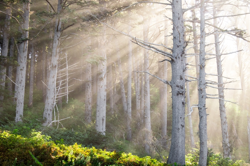 A light fog on the coast created fantastic shafts of light through the trees at Second Beach.