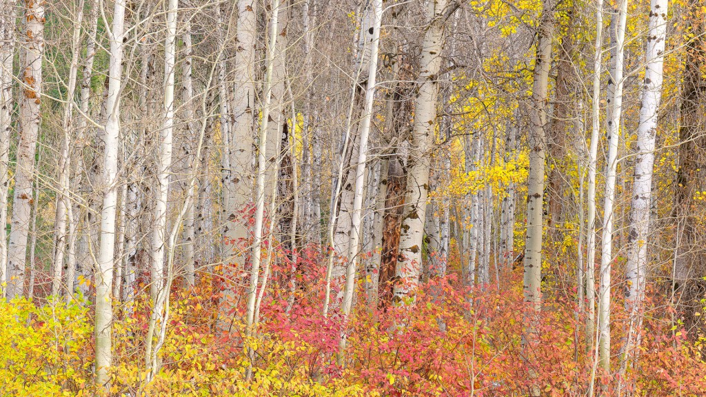 A dense strand of birch trees with yellow and orange autumn leaves.